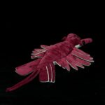 Anomalocaris Plush Toy