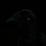 Crow Plush Toy