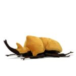 Elephant Beetle Plush Toy