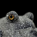 Spotted Eagle Ray Plush Toy